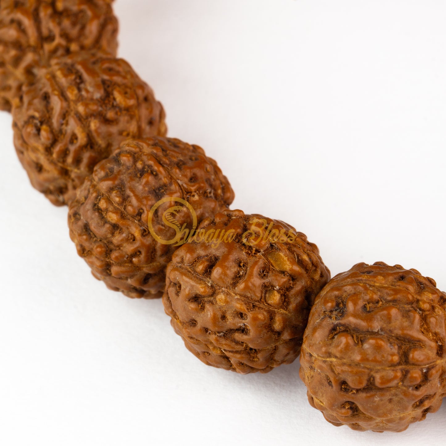 Close-up view of a small ASEAN 7 mukhi Rudraksha bracelet, displayed against a white background