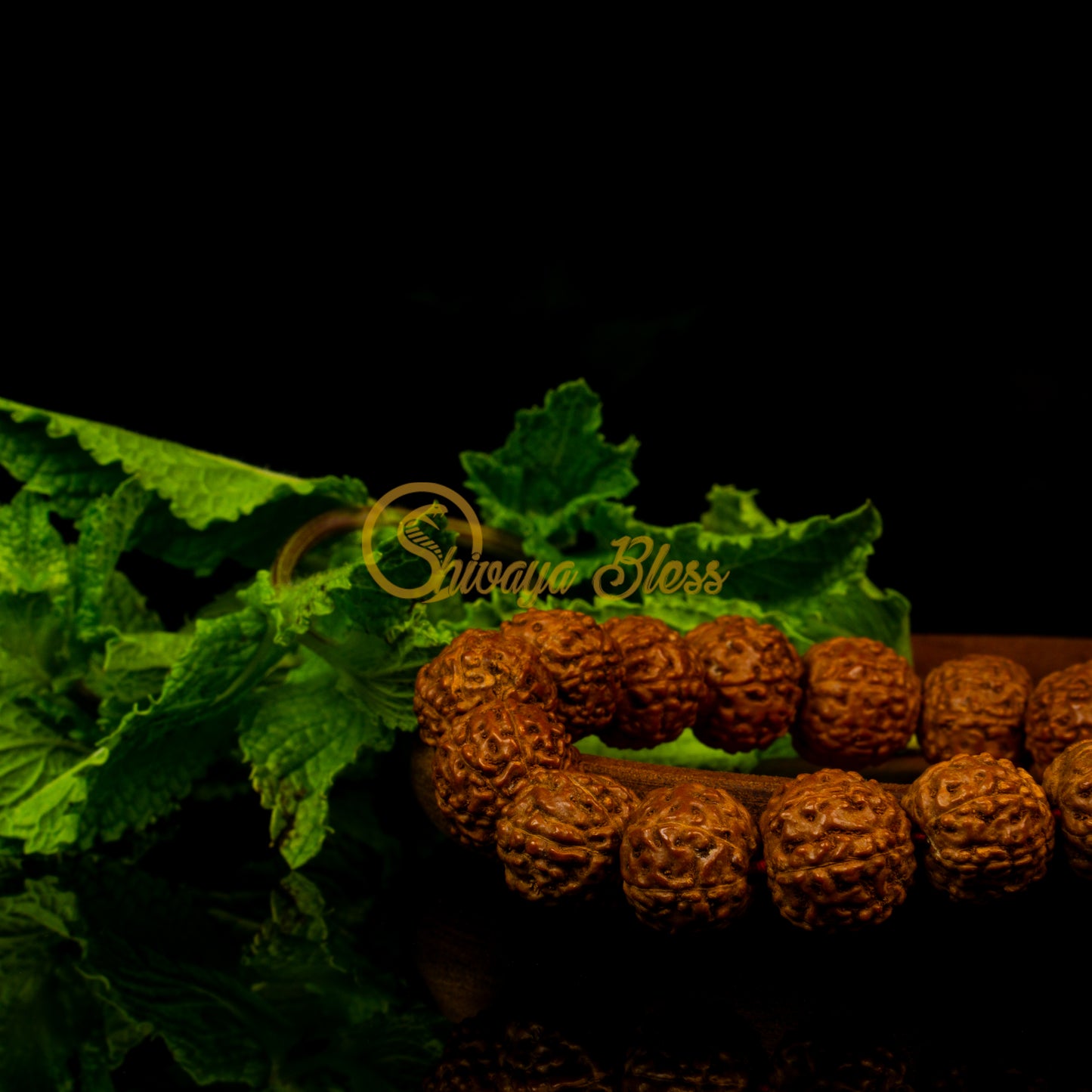 Close-up view of a small ASEAN 7 mukhi Rudraksha bracelet on a wooden plate, displayed against a black background