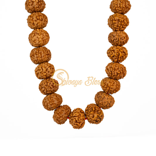 Front view of a small ASEAN 7 mukhi Rudraksha mala necklace, hanging against a white background