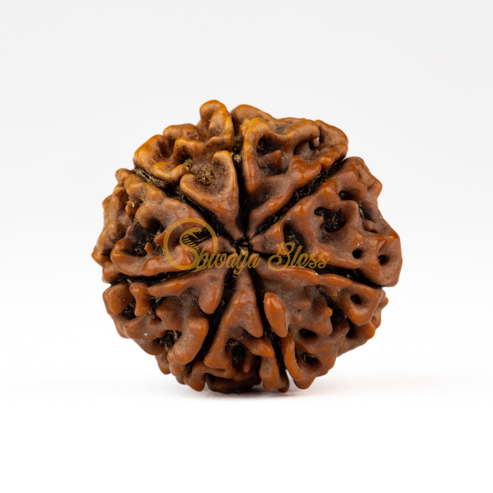 Back view of a large Nepal 7 mukhi Rudraksha bead, displayed against a white background