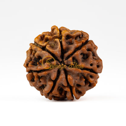 Back view of a large Nepal 7 mukhi Rudraksha bead, displayed against a white background