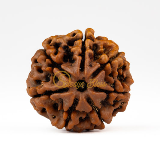 Front view of a large Nepal 7 mukhi Rudraksha bead, displayed against a white background