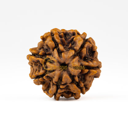 Front view of a regular Nepal 7 mukhi Rudraksha bead, displayed against a white background