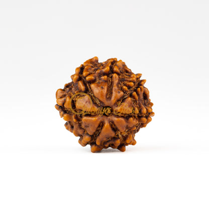 Front view of a small Nepal 7 mukhi Rudraksha bead, displayed against a white background