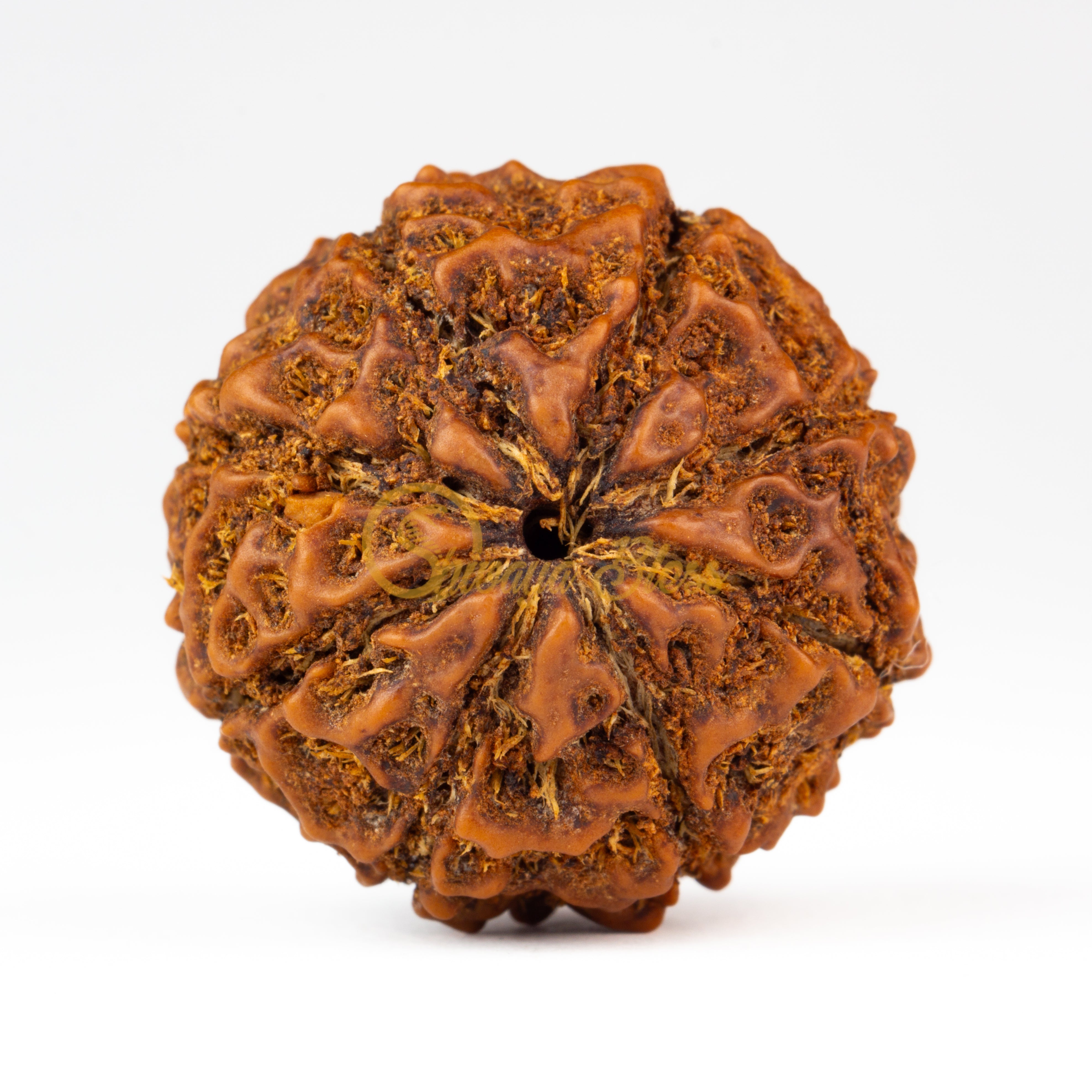 Front view of a grand ASEAN 8 mukhi Rudraksha bead, displayed against a white background