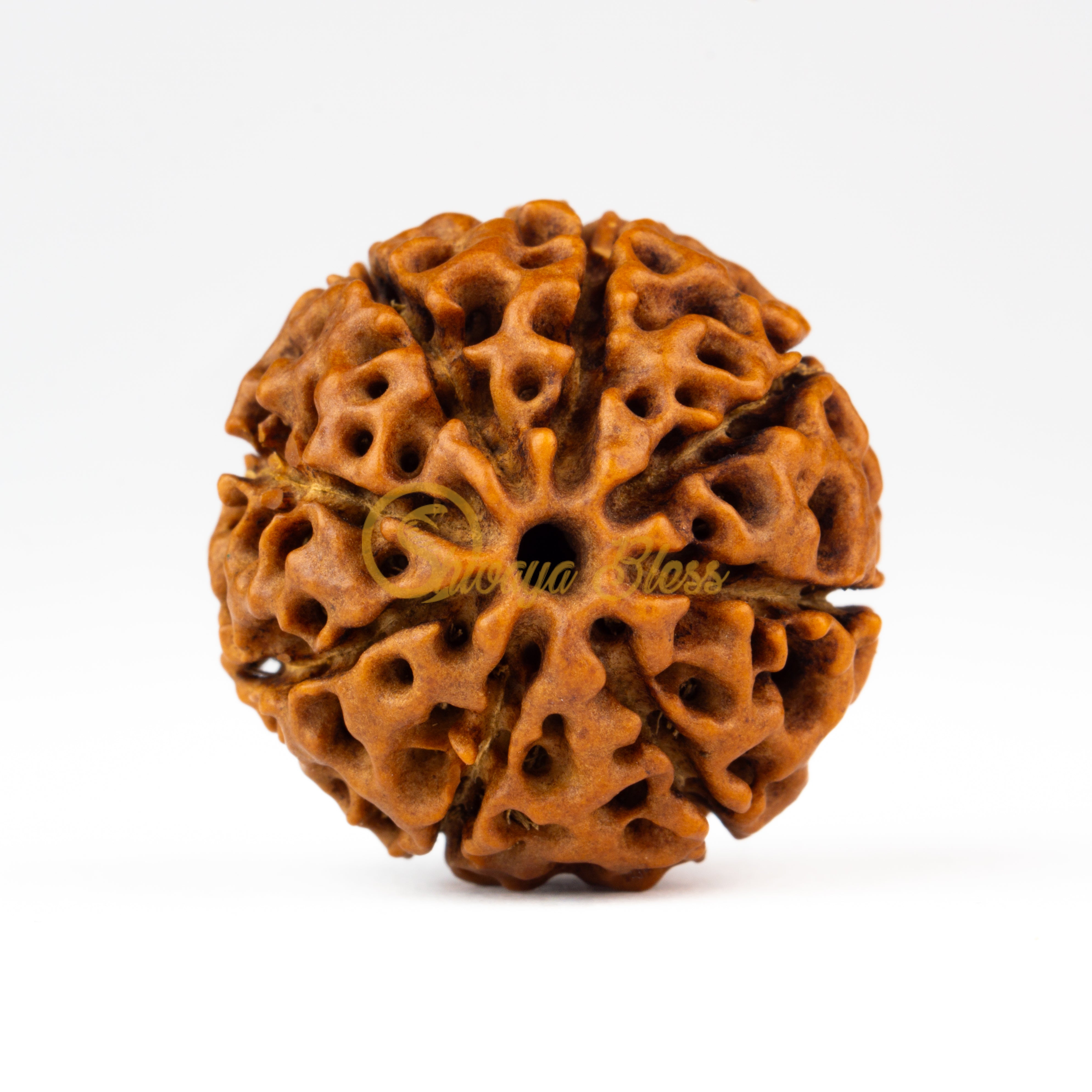 Front view of a large ASEAN 8 mukhi Rudraksha bead, displayed against a white background