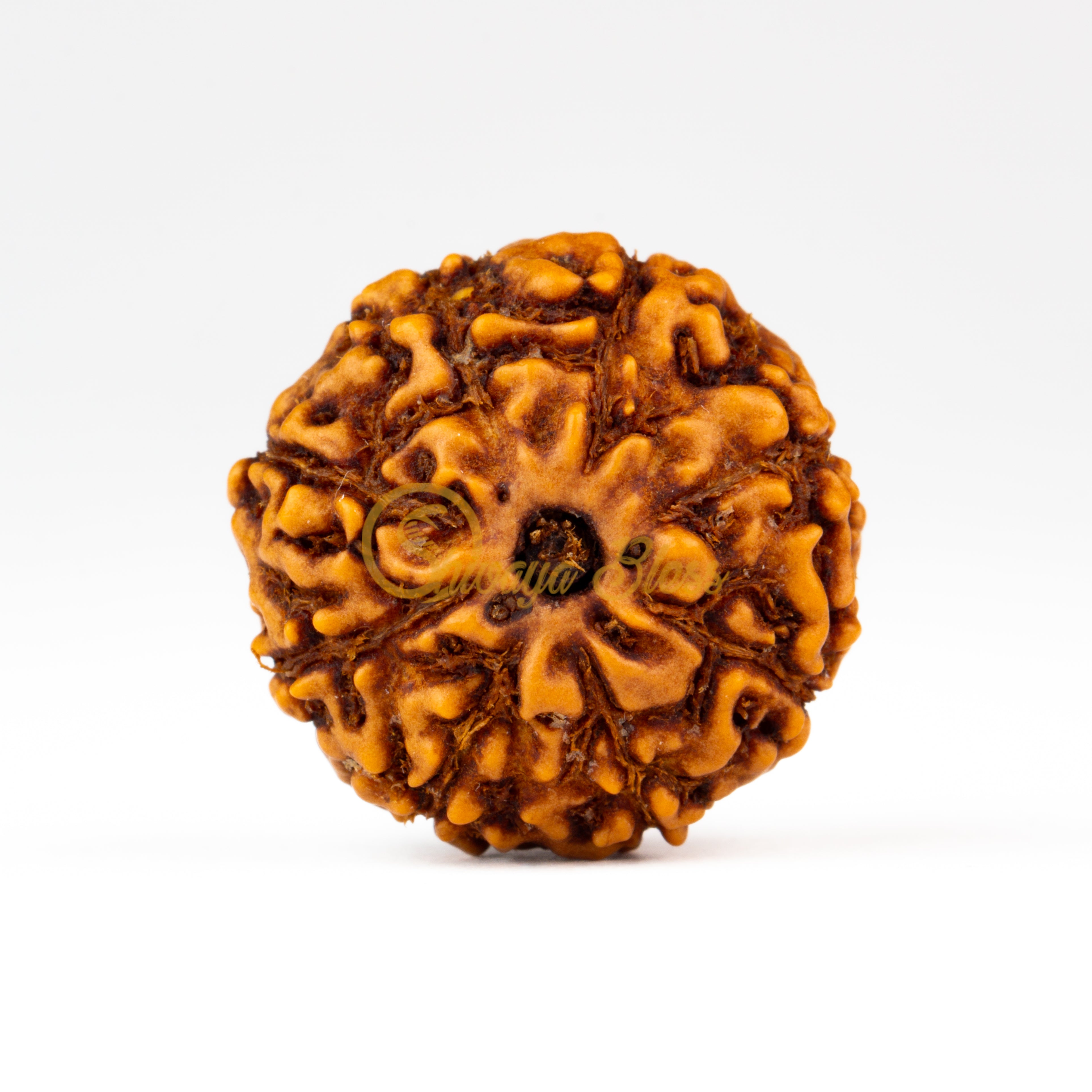 Front view of a regular ASEAN 8 mukhi Rudraksha bead, displayed against a white background