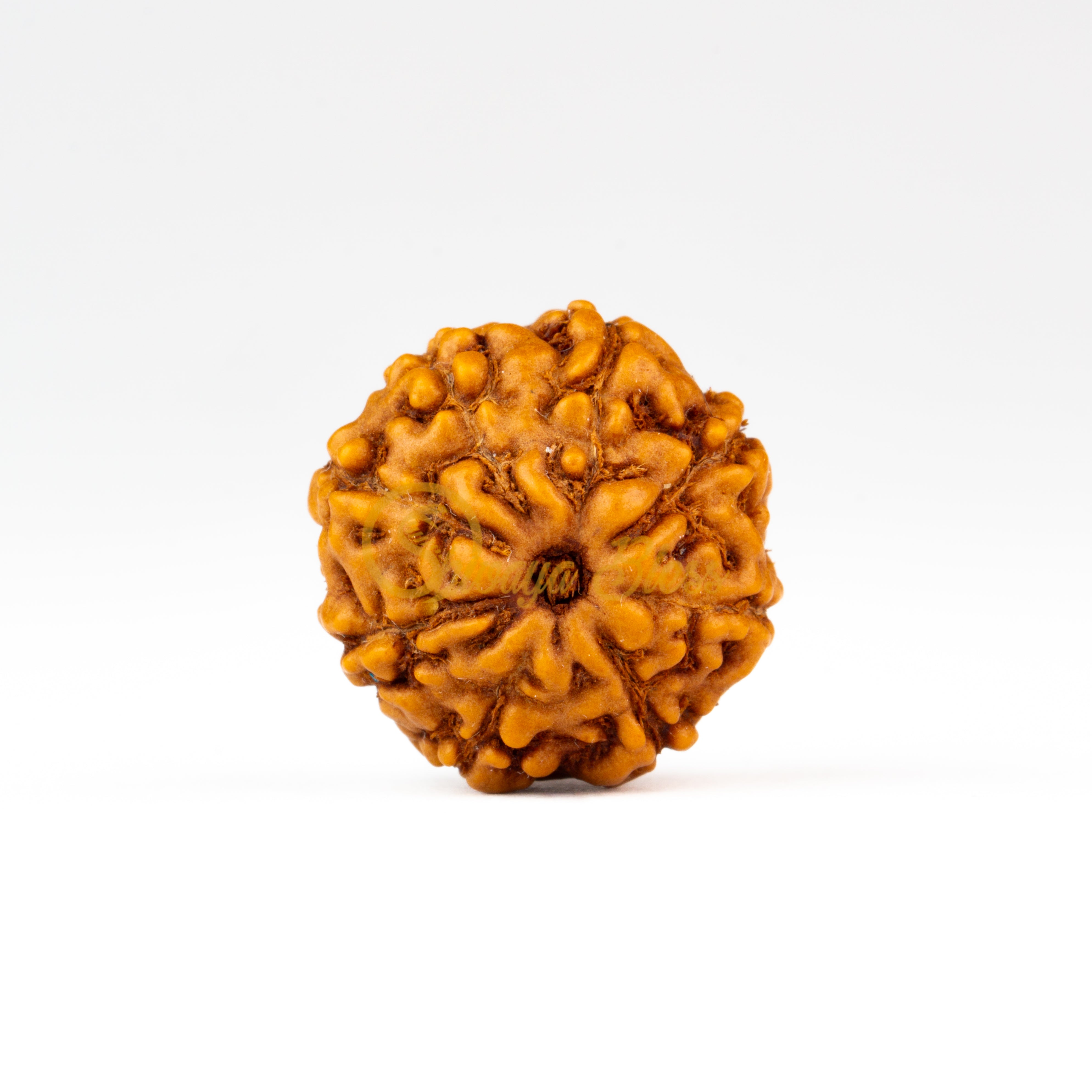 Front view of a small ASEAN 8 mukhi Rudraksha bead, displayed against a white background