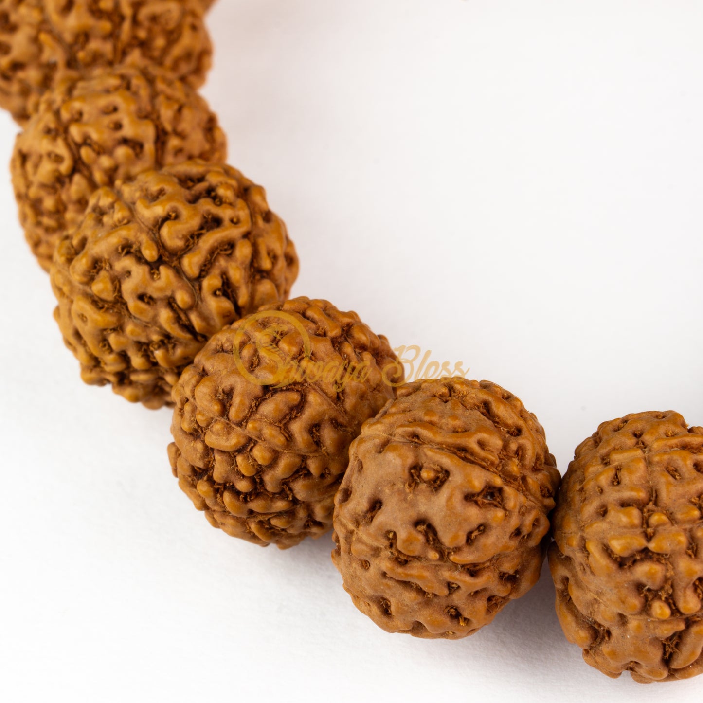 Close-up view of a small ASEAN 8 mukhi Rudraksha bracelet, displayed against a white background