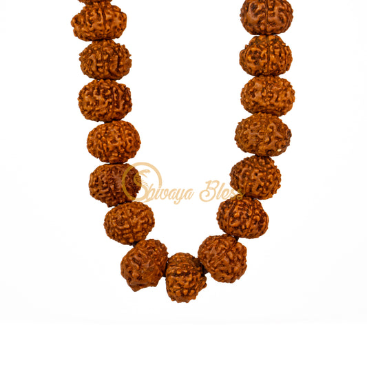 Front view of a small ASEAN 8 mukhi Rudraksha mala necklace, hanging against a white background