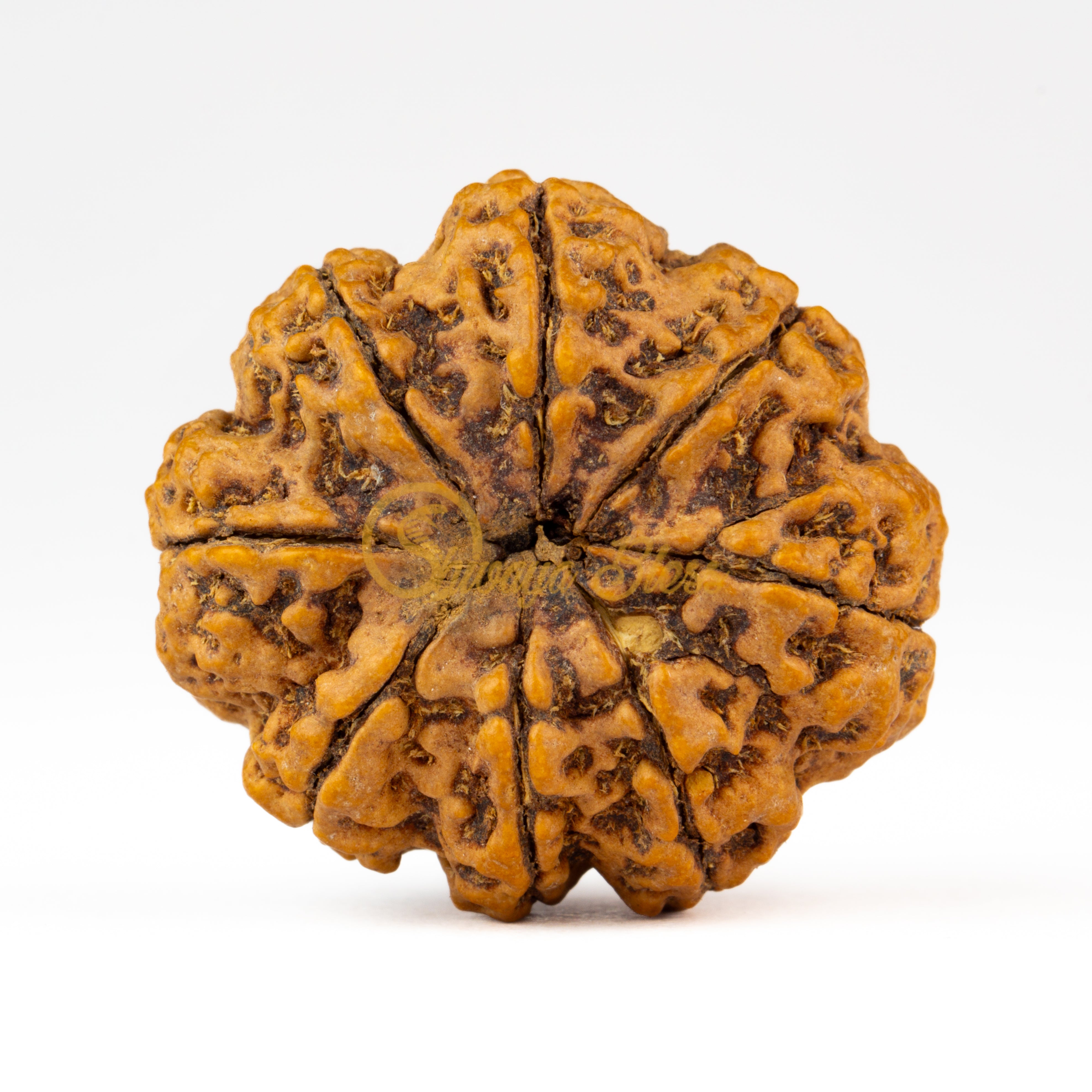 Front view of a grand Nepal 8 mukhi Rudraksha bead, displayed against a white background