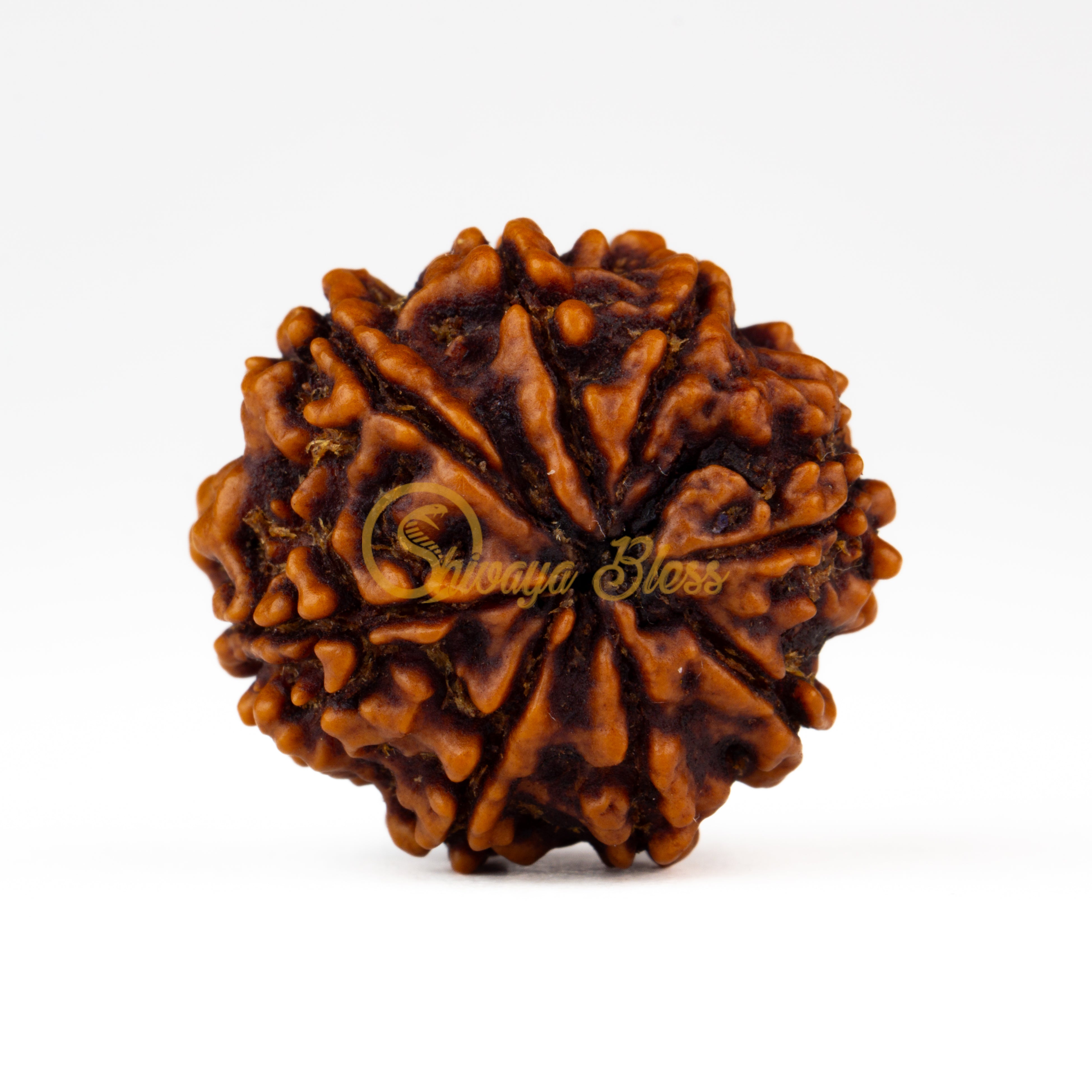 Back view of a large Nepal 8 mukhi Rudraksha bead, displayed against a white background