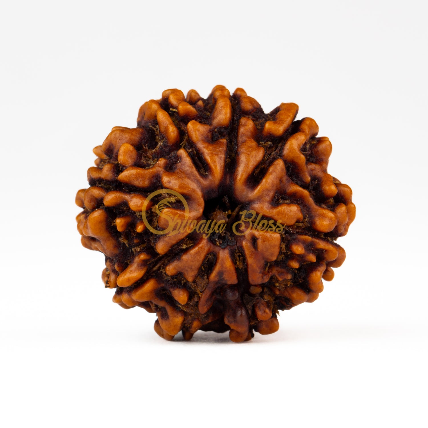 Front view of a large Nepal 8 mukhi Rudraksha bead, displayed against a white background