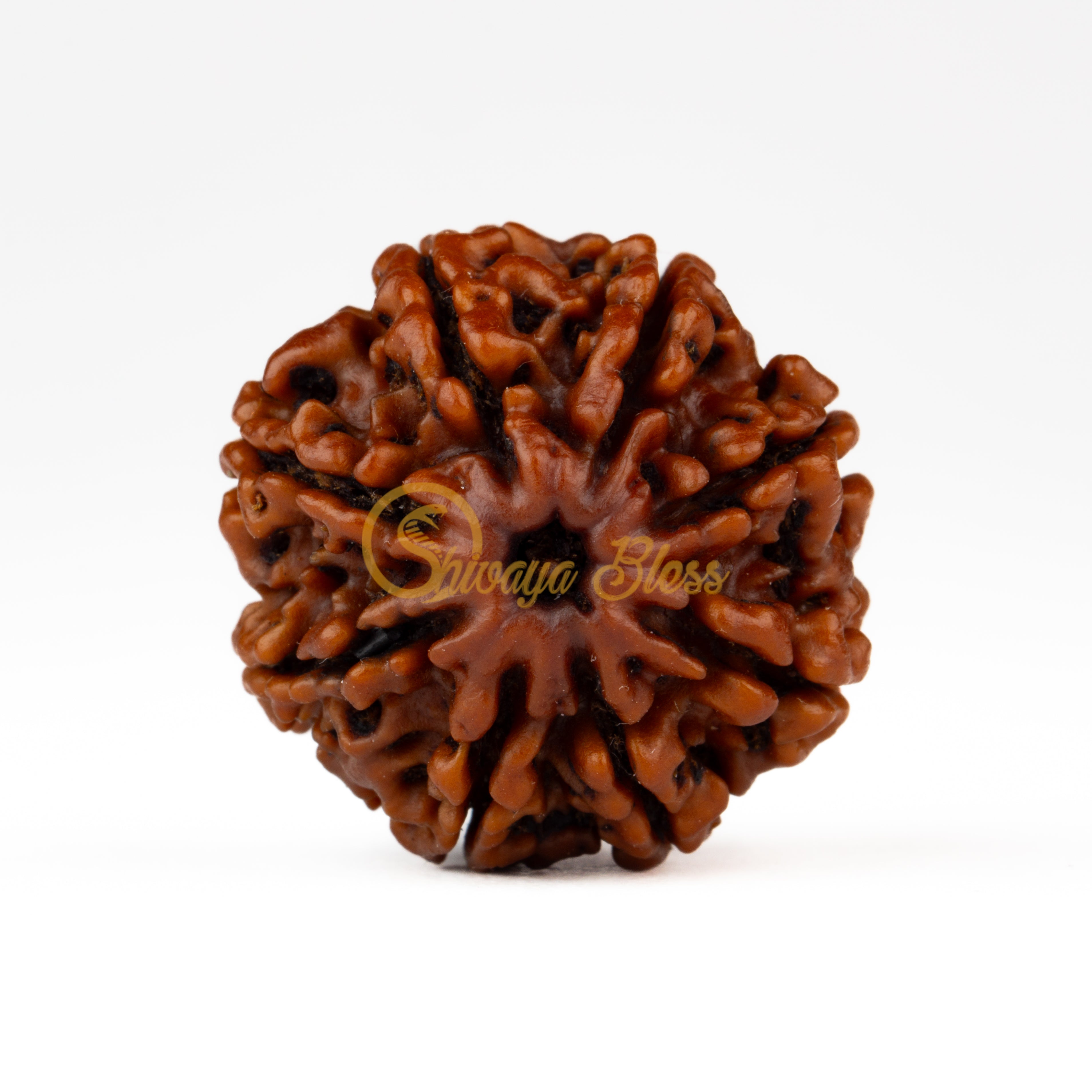 Front view of a regular Nepal 8 mukhi Rudraksha bead, displayed against a white background