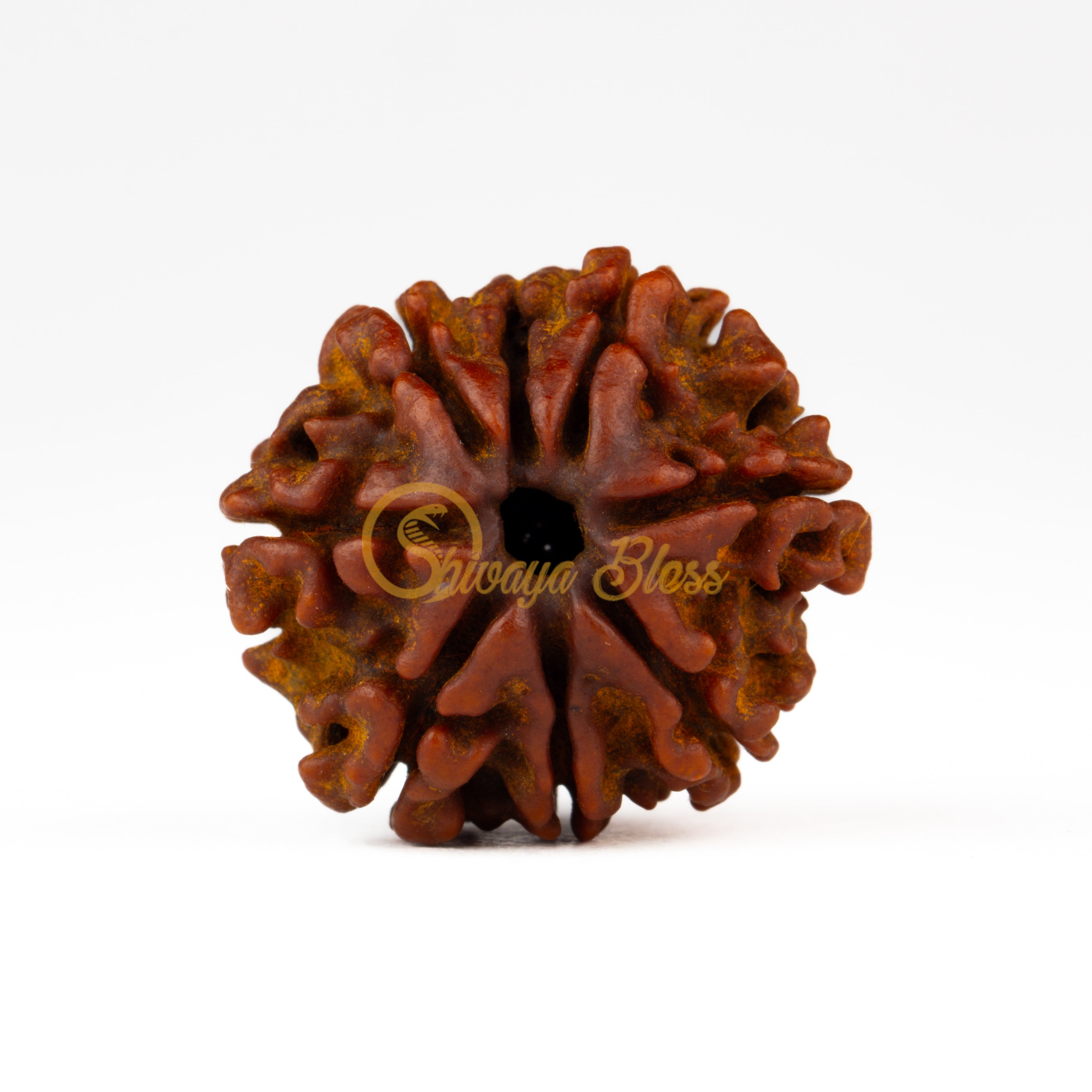 Front view of a small Nepal 8 mukhi Rudraksha bead, displayed against a white background