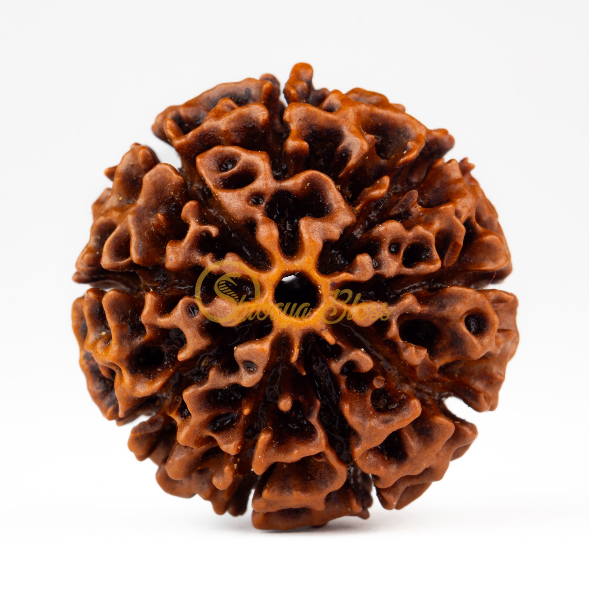 Front view of a grand ASEAN 9 mukhi Rudraksha bead, displayed against a white background