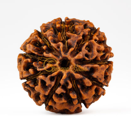 Front view of a large ASEAN 9 mukhi Rudraksha bead, displayed against a white background