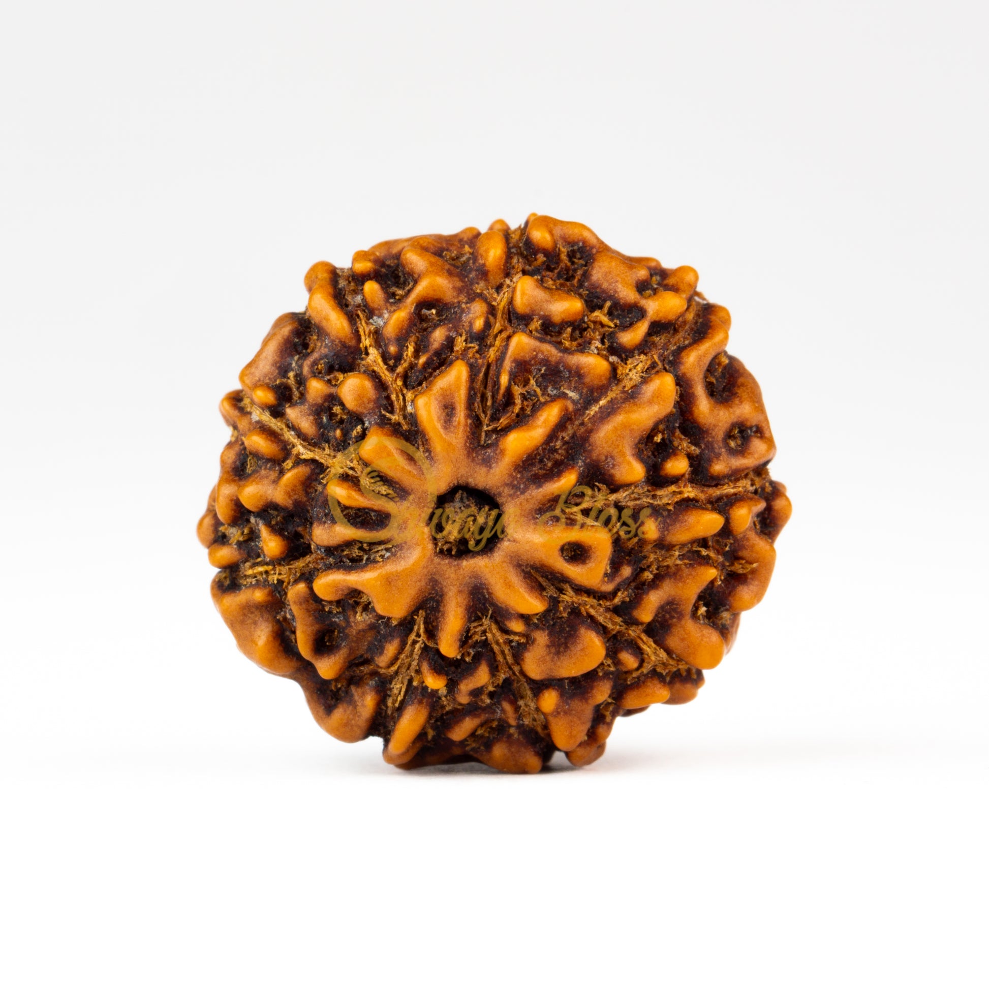 Front view of a regular ASEAN 9 mukhi Rudraksha bead, displayed against a white background
