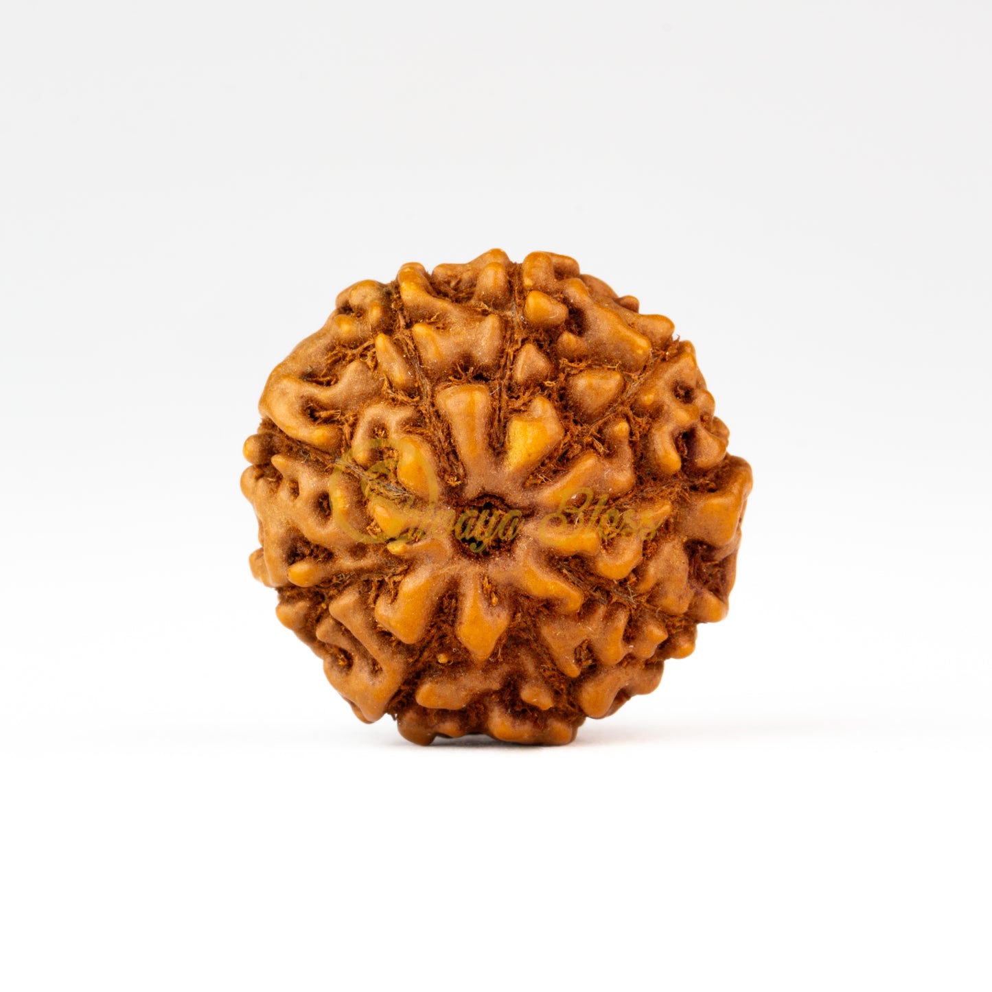 Front view of a small ASEAN 9 mukhi Rudraksha bead, displayed against a white background
