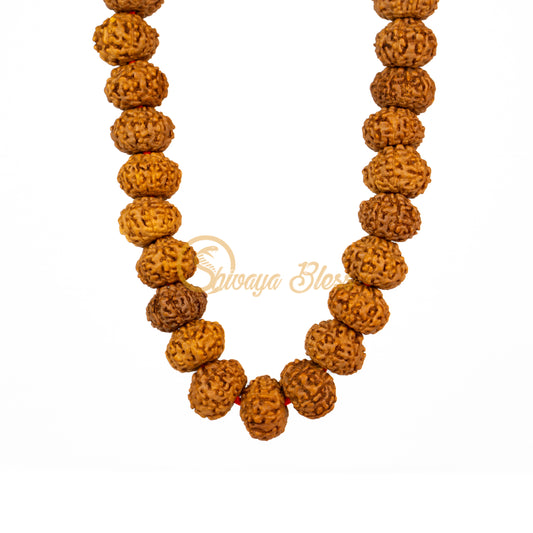 Front view of a small ASEAN 9 mukhi Rudraksha mala necklace, hanging against a white background