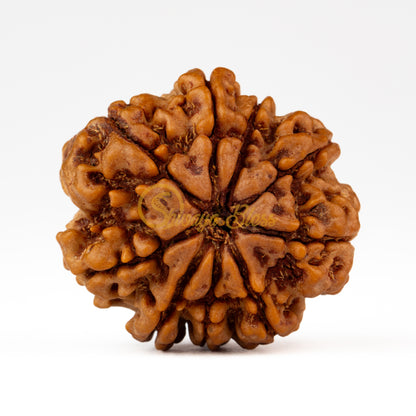 Back view of a grand Nepal 9 mukhi Rudraksha bead, displayed against a white background