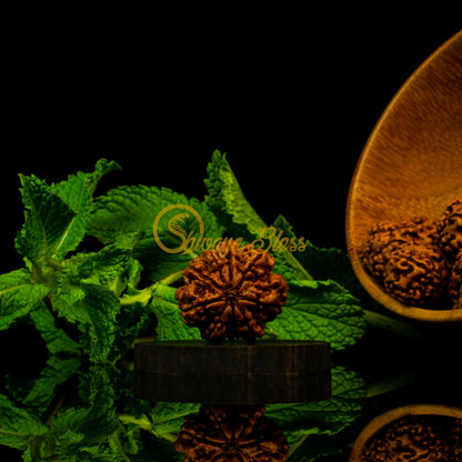 Front view of a grand Nepal 9 mukhi Rudraksha bead, displayed against a black background