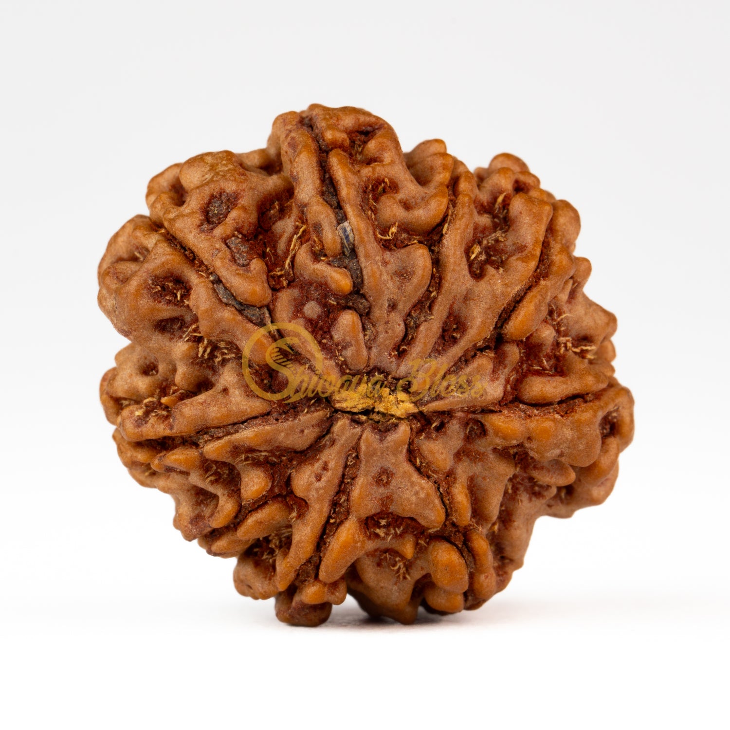 Front view of a grand Nepal 9 mukhi Rudraksha bead, displayed against a white background