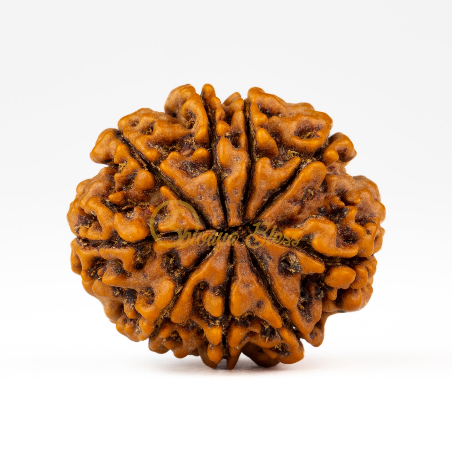 Front view of a large Nepal 9 mukhi Rudraksha bead, displayed against a white background