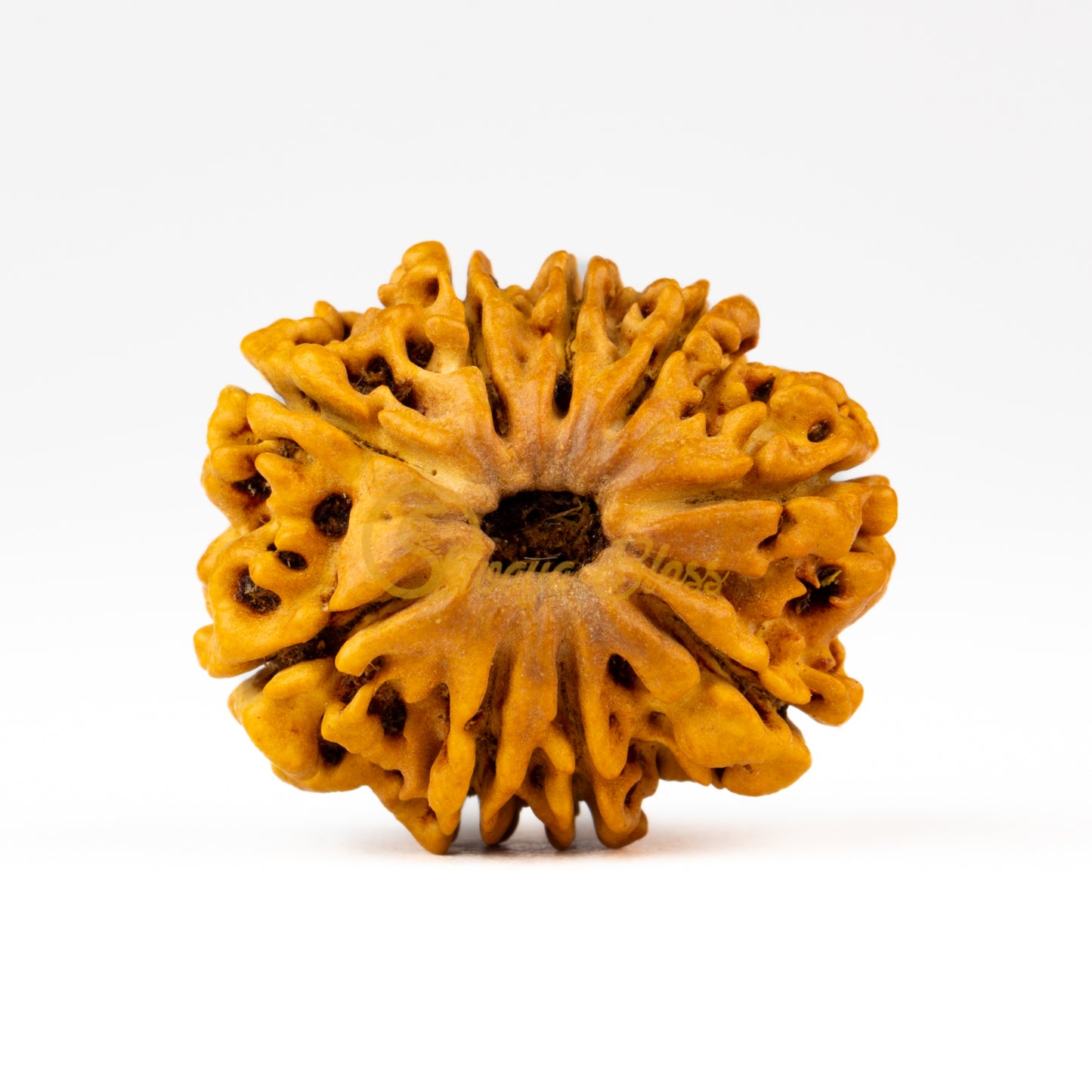Front view of a regular Nepal 9 mukhi Rudraksha bead, displayed against a white background