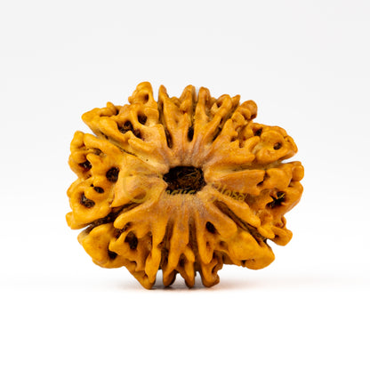 Front view of a regular Nepal 9 mukhi Rudraksha bead, displayed against a white background