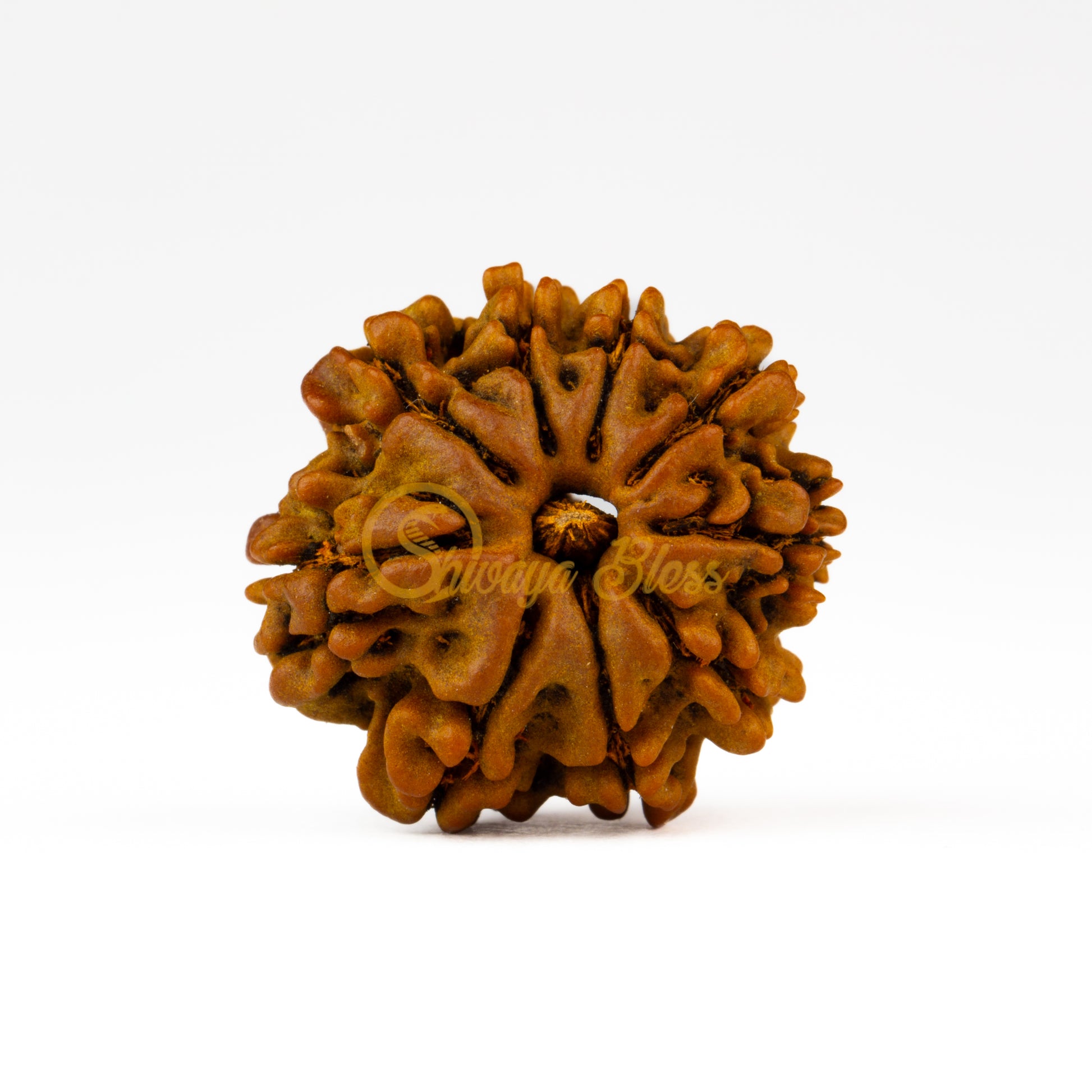 Front view of a small Nepal 9 mukhi Rudraksha bead, displayed against a white background