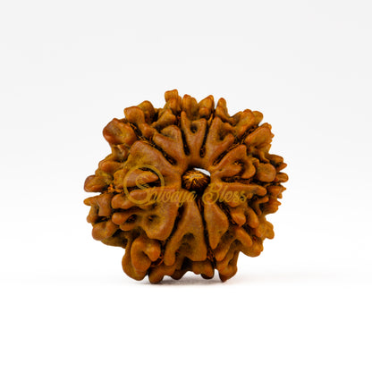 Front view of a small Nepal 9 mukhi Rudraksha bead, displayed against a white background