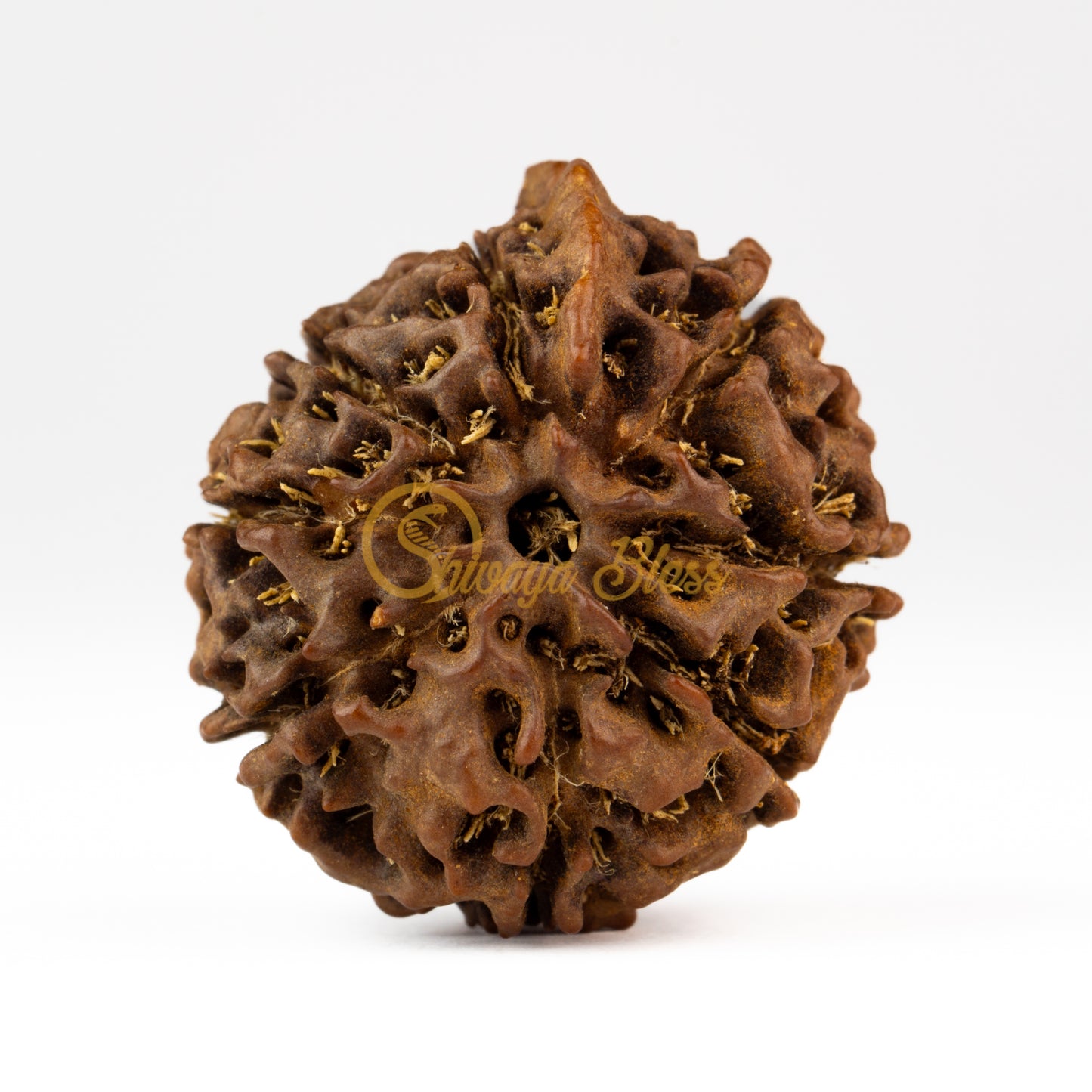 Front view of a grand ASEAN Ganesha Rudraksha bead, displayed against a white background