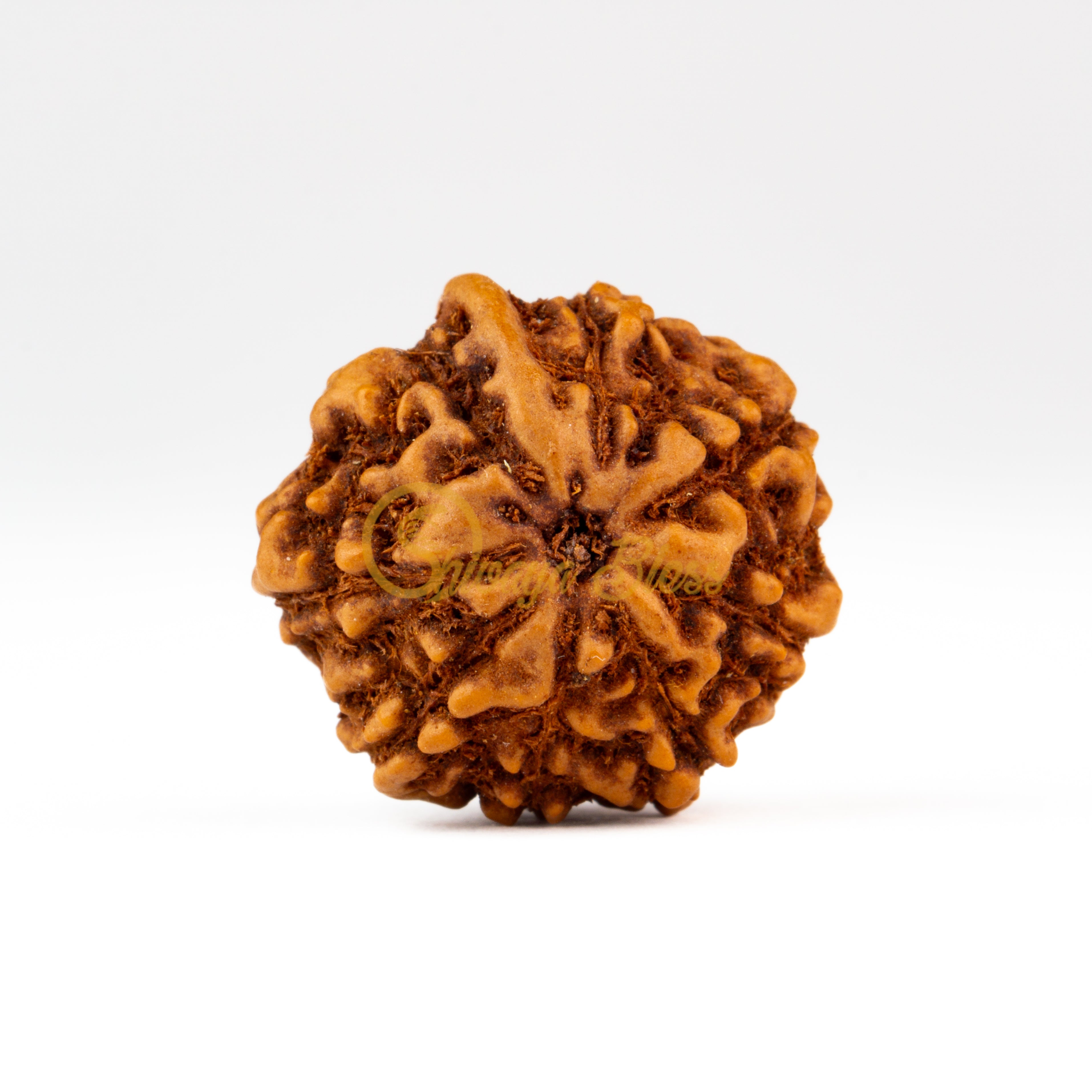 Front view of a regular ASEAN Ganesha Rudraksha bead, displayed against a white background