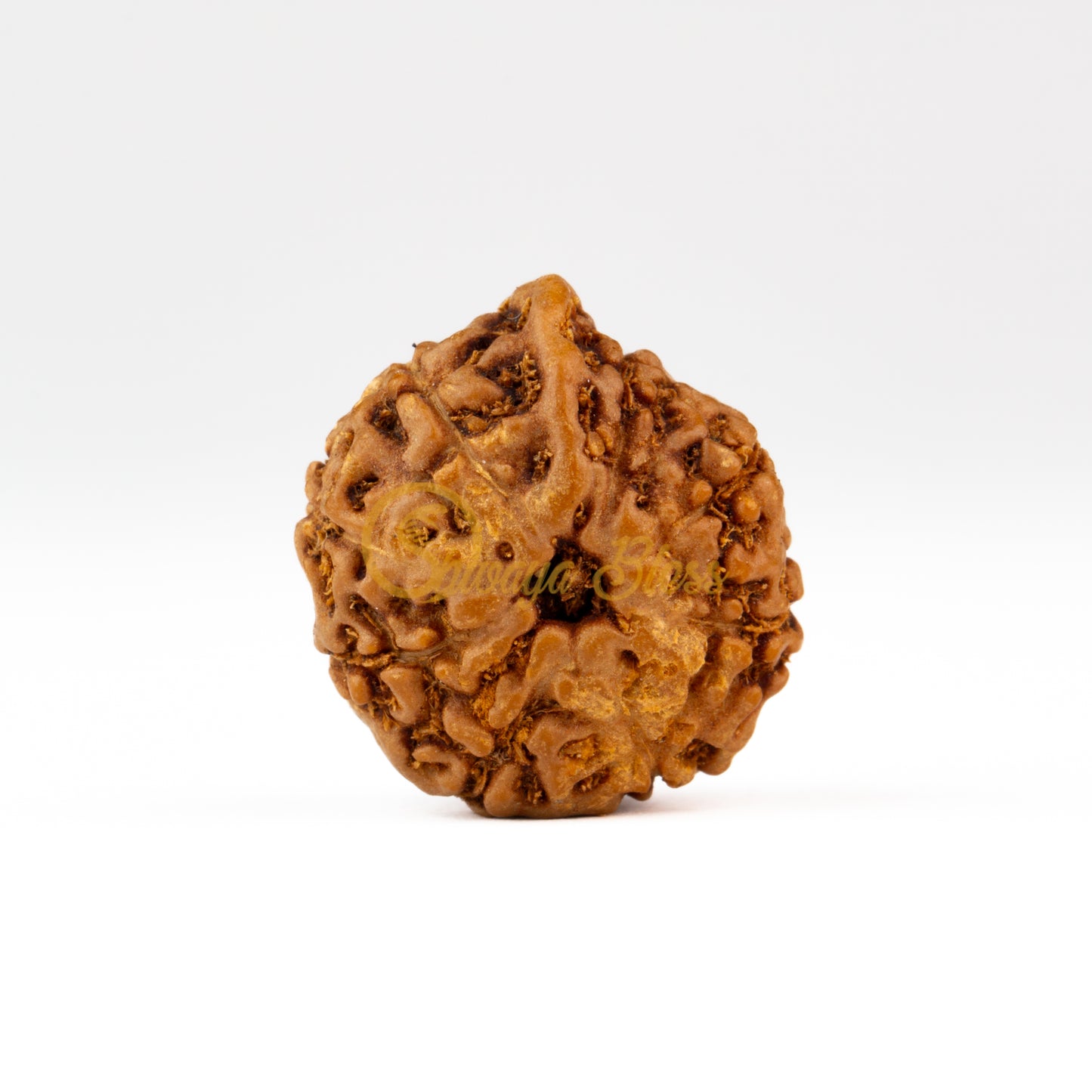 Front view of a small ASEAN Ganesha Rudraksha bead, displayed against a white background
