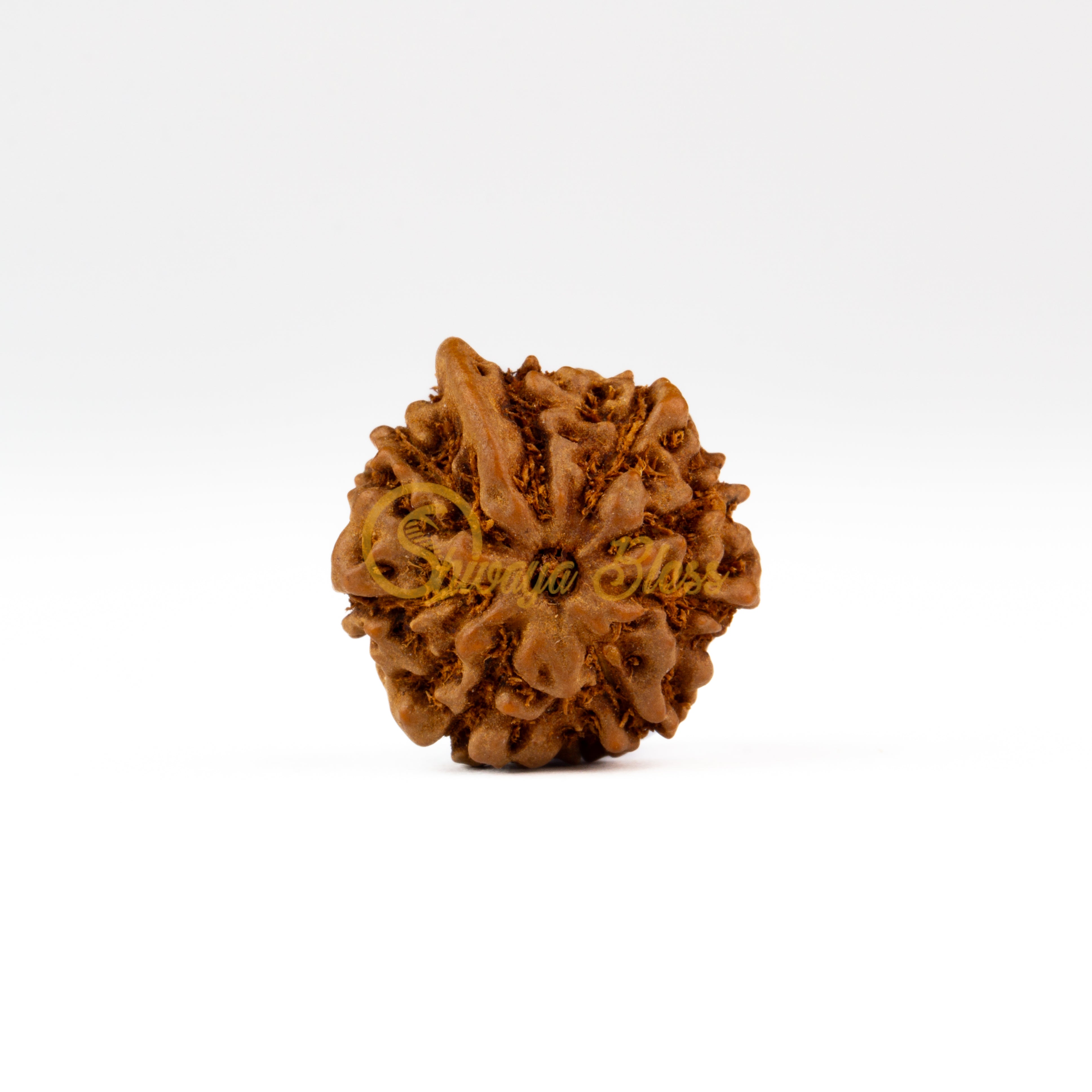 Front view of a large ASEAN Ganesha Rudraksha bead, displayed against a white background