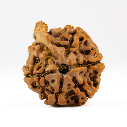 Back view of a large Nepal Ganesha Rudraksha bead, displayed against a white background