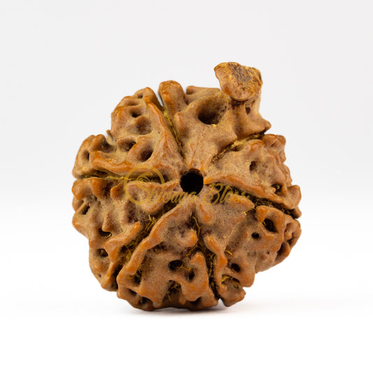 Front view of a large Nepal Ganesha Rudraksha bead, displayed against a white background