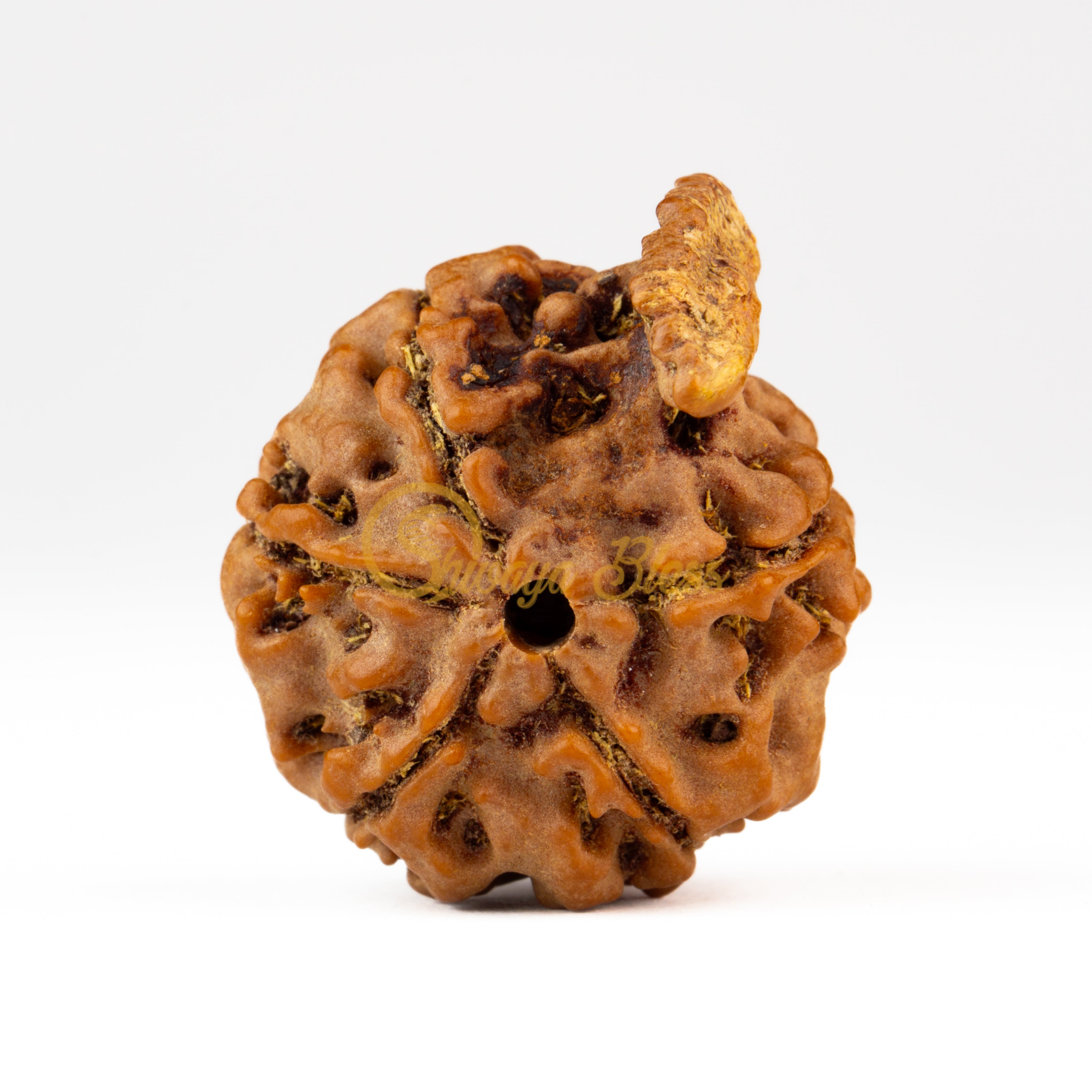 Front view of a regular Nepal Ganesha Rudraksha bead, displayed against a white background