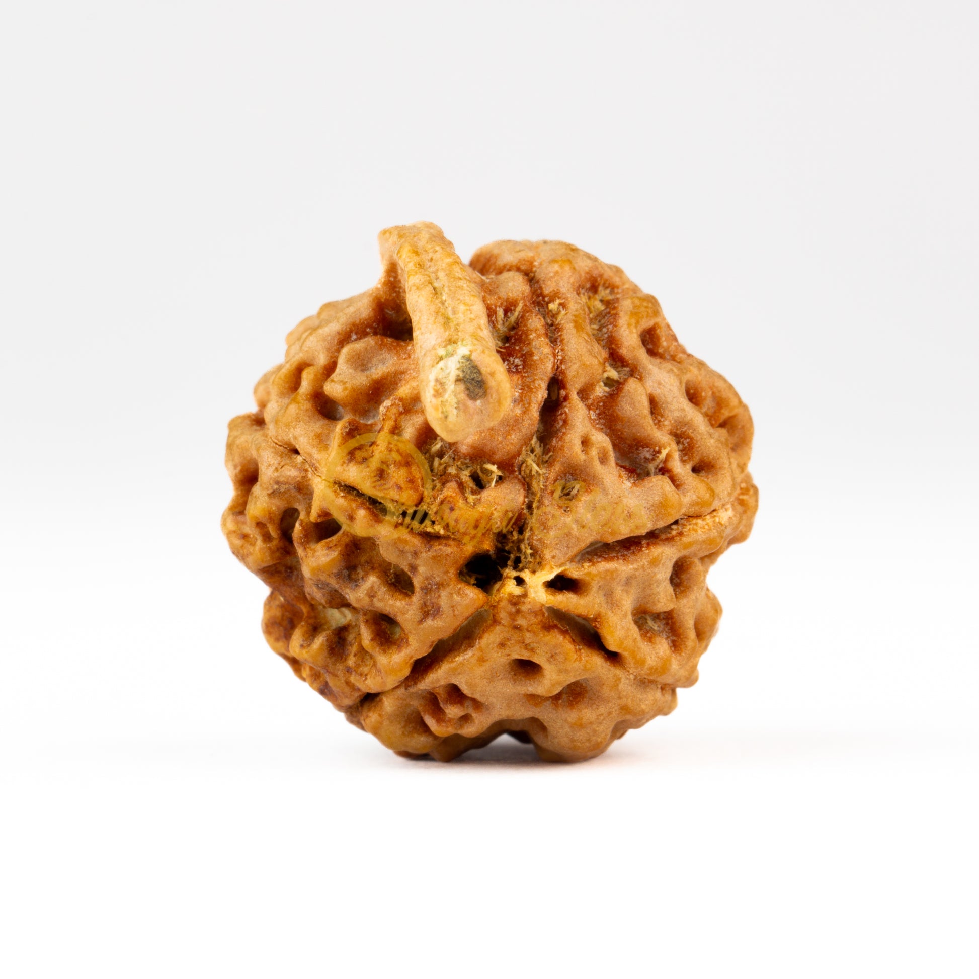 Front view of a small Nepal Ganesha Rudraksha bead, displayed against a white background
