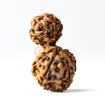 Front view of a grand ASEAN Gauri Ganesh Rudraksha bead, displayed against a white background