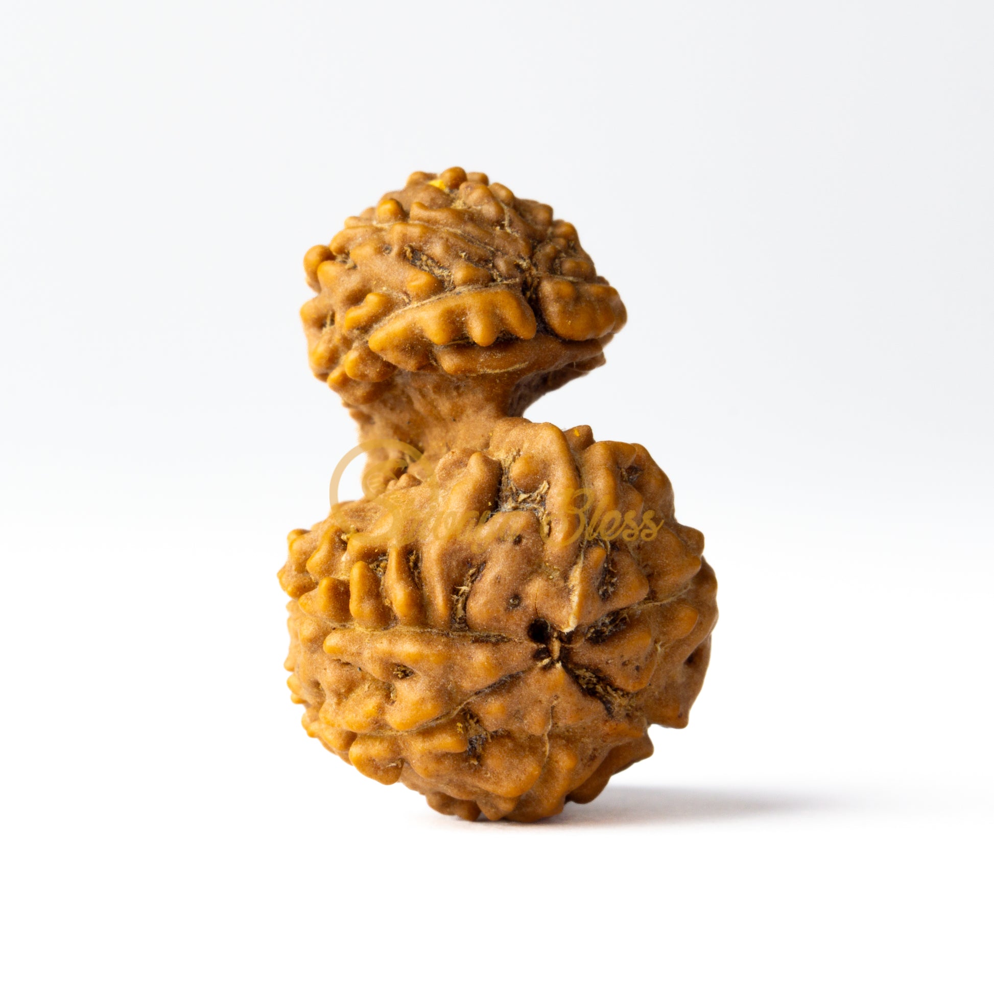 Front view of a large ASEAN Gauri Ganesh Rudraksha bead, displayed against a white background