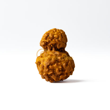 Front view of a regular ASEAN Gauri Ganesh Rudraksha bead, displayed against a white background