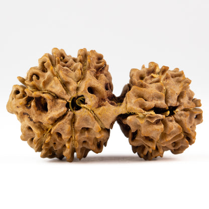 Back view of a large Nepal Gauri Ganesh Rudraksha bead, displayed against a white background