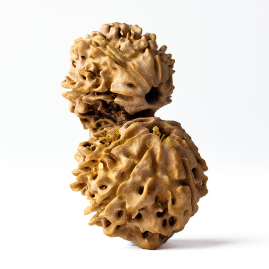 Front view of a large Nepal Gauri Ganesh Rudraksha bead, displayed against a white background