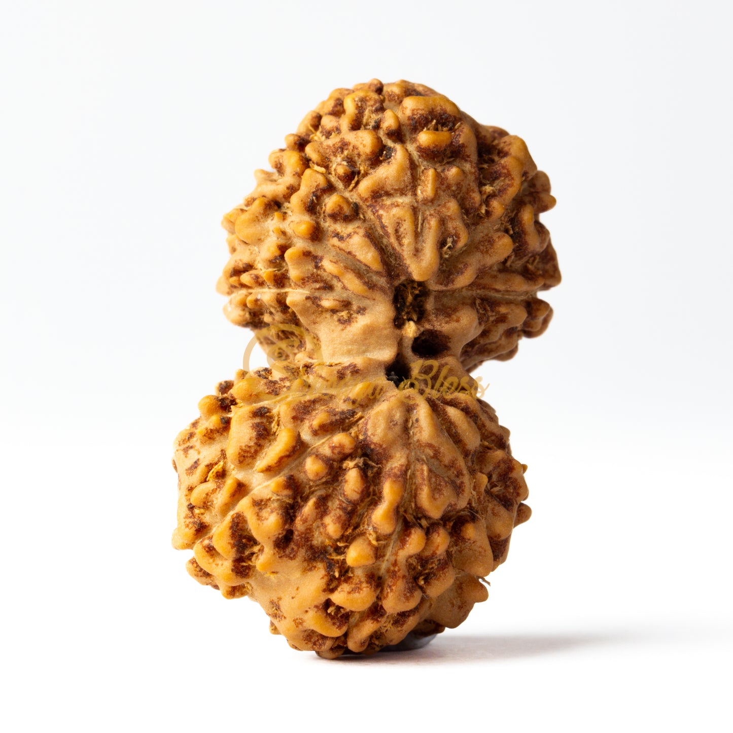 Front view of a grand ASEAN Gauri Shankar Rudraksha bead, displayed against a white background