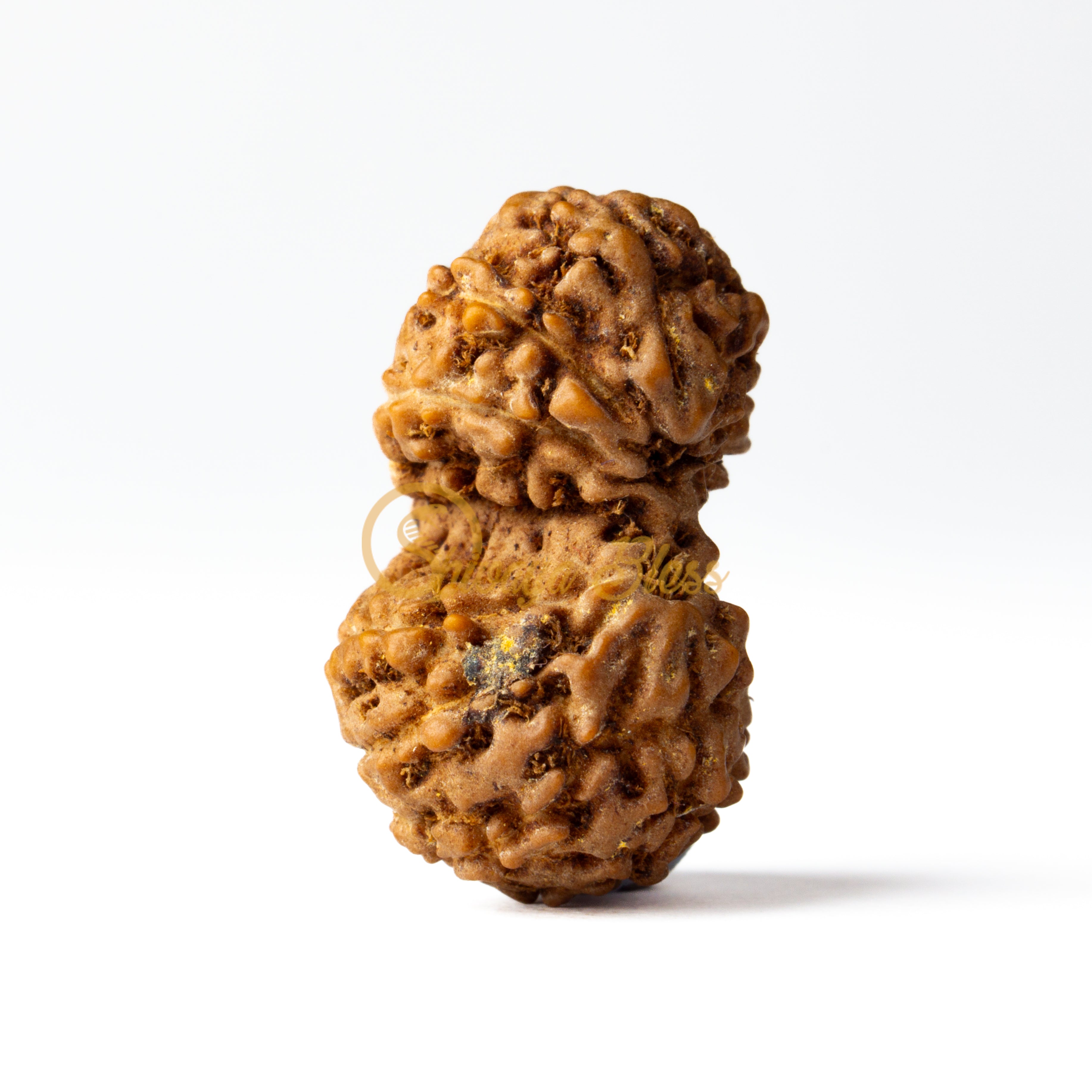 Front view of a large ASEAN Gauri Shankar Rudraksha bead, displayed against a white background