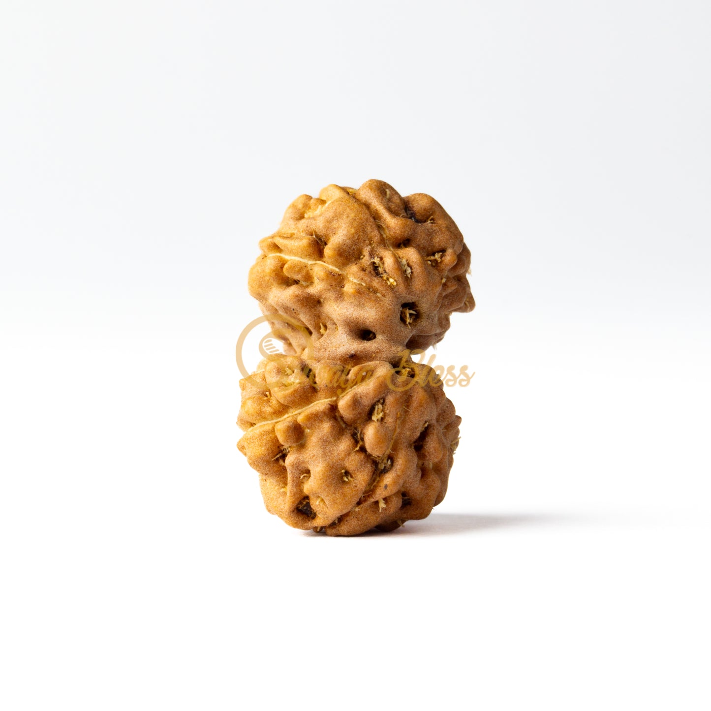 Front view of a regular ASEAN Gauri Shankar Rudraksha bead, displayed against a white background
