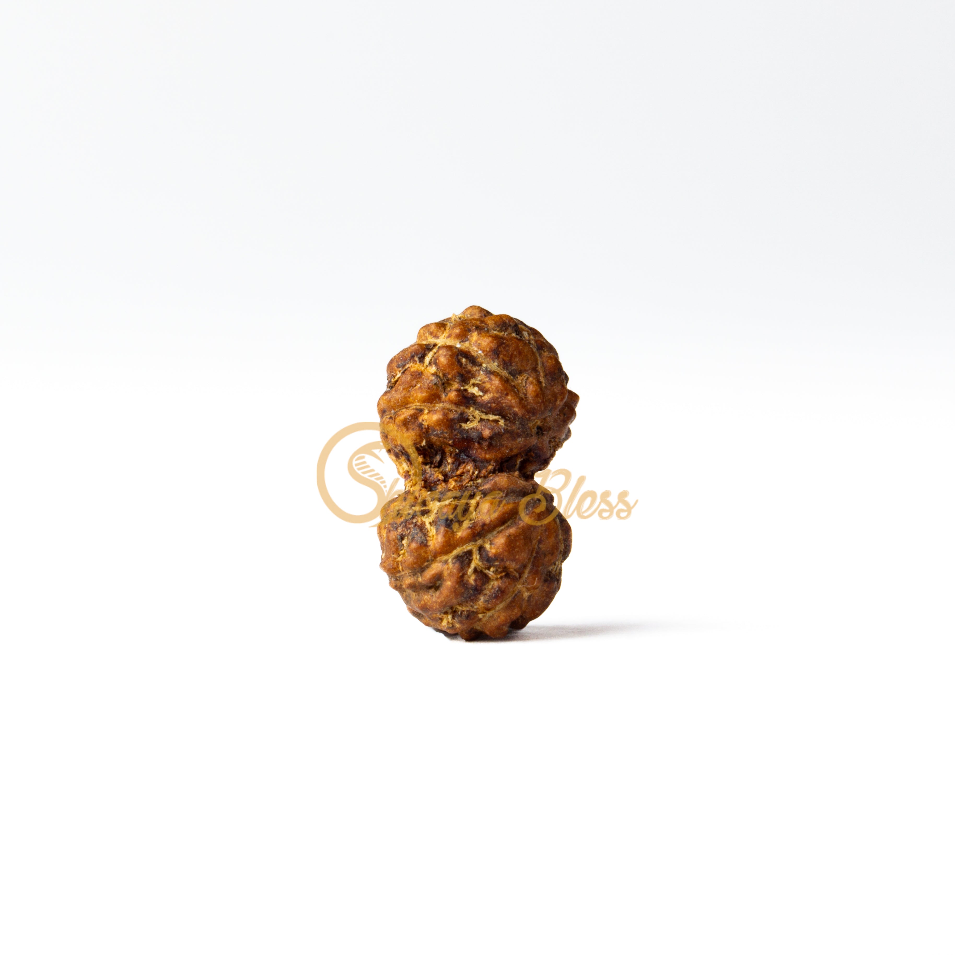 Front view of a small ASEAN Gauri Shankar Rudraksha bead, displayed against a white background