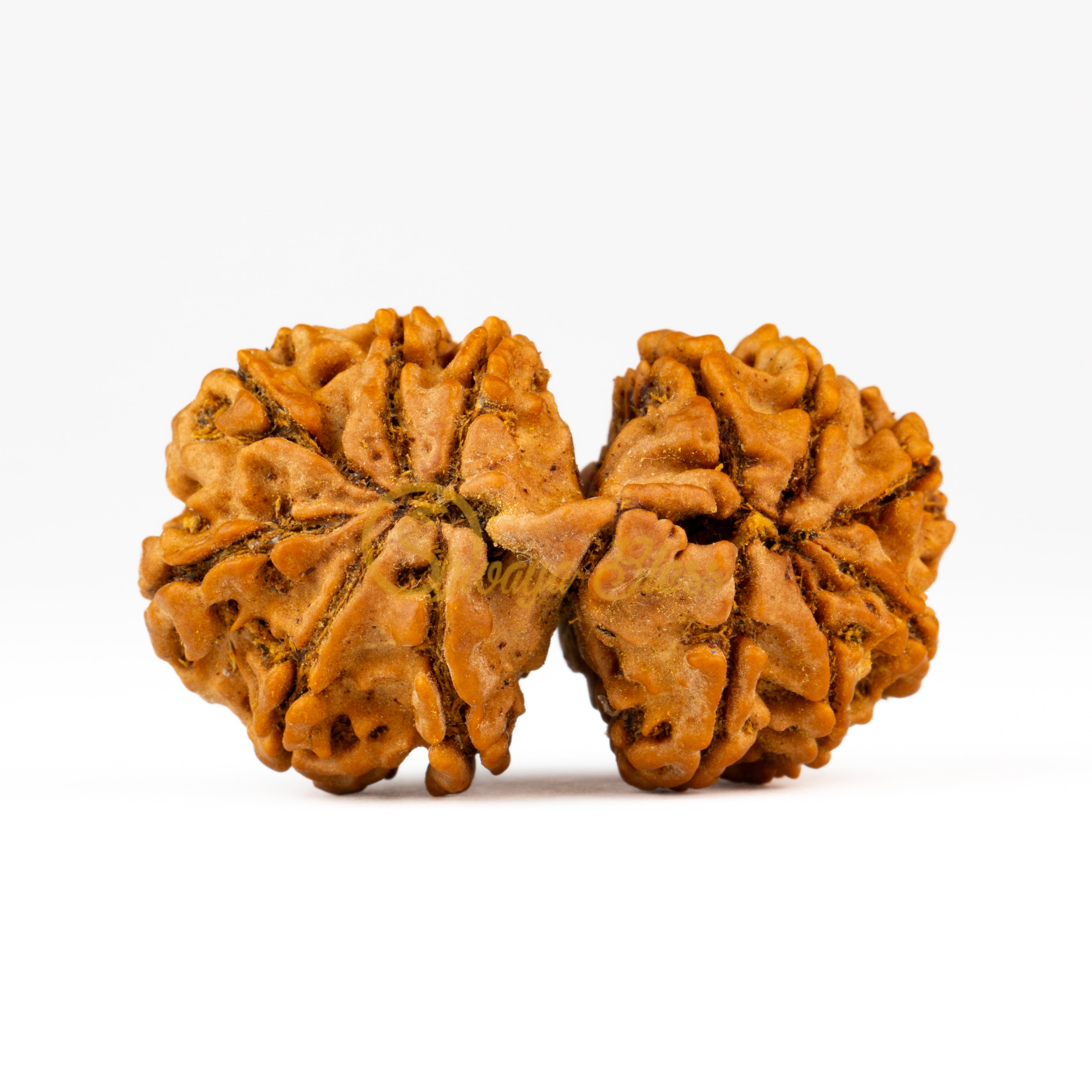 Back view of a large Nepal Gauri Shankar Rudraksha bead, displayed against a white background